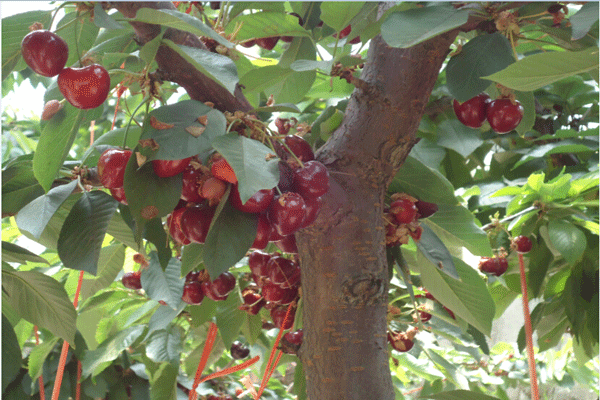 QQ圖片20150521114650.png QQ圖片20150521114650.png